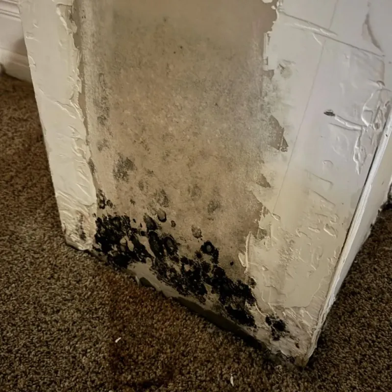 Professional Mold Removal in Sayre, PA